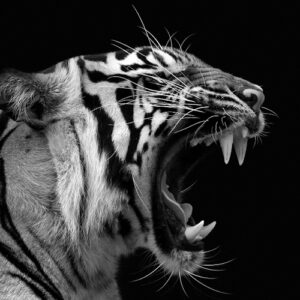 Tigre rugiendo